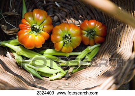 Greece, Halkidiki, Freshly harvested sun ripened tomatoes and lady fingers; Sithonia View Large Photo Image Stock Photo - Greece, Halkidiki, Freshly harvested sun ripened tomatoes and lady fingers; Sithonia. Fotosearch