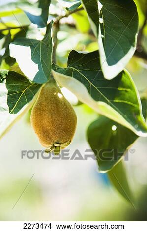 Picture - Greece, Halkidiki, Fruit trees growing wild in the hills; Ierissos. Fotosearch