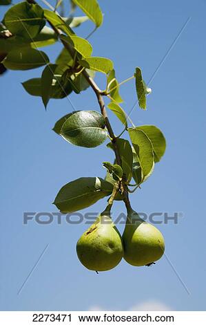 Greece, Halkidiki, Fruit trees growing wild in the hills; Ierissos View Large Photo Image Stock Image - Greece, Halkidiki, Fruit trees growing wild in the hills; Ierissos. Fotosearch