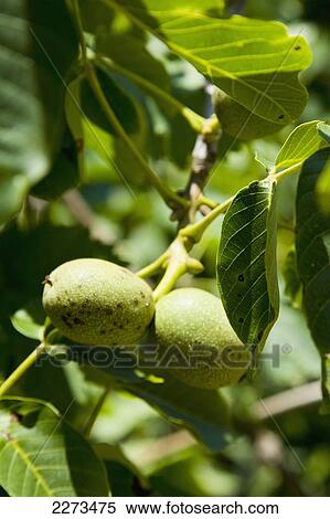 Stock Photography - Greece, Halkidiki, Fruit trees growing wild in the hills; Ierissos. Fotosearch