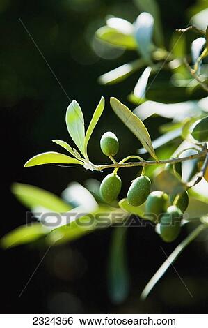 Greece, Halkidiki, Green olives ripening in sunshine; Sithonia View Large Photo Image Stock Photograph - Greece, Halkidiki, Green olives ripening in sunshine; Sithonia. Fotosearch