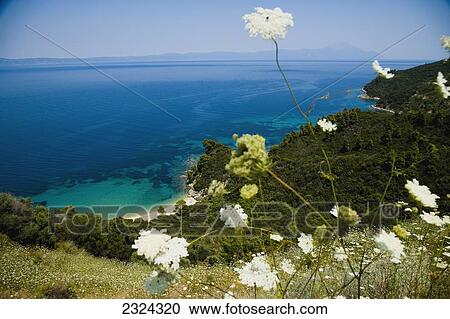 Greece, Halkidiki, Idyllic coastal view with wildflowers in foreground; Sithonia View Large Photo Image Stock Image - Greece, Halkidiki, Idyllic coastal view with wildflowers in foreground; Sithonia. Fotosearch
