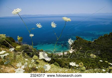 Greece, Halkidiki, Idyllic coastal view with wildflowers in foreground; Sithonia View Large Photo Image Stock Photo - Greece, Halkidiki, Idyllic coastal view with wildflowers in foreground; Sithonia. Fotosearch