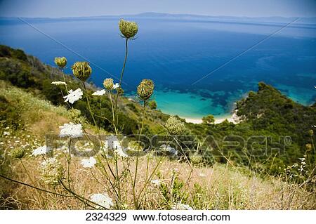 Stock Photo - Greece, Halkidiki, Idyllic coastal view with wildflowers in foreground; Sithonia. Fotosearch