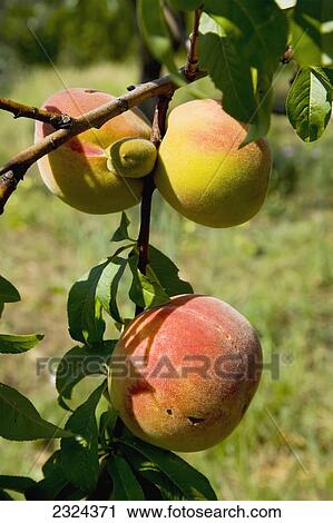 Stock Image - Greece, Halkidiki, Peaches ripening in sunshine; Sithonia. Fotosearch