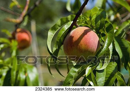 Stock Photography - Greece, Halkidiki, Peaches ripening in sunshine; Sithonia. Fotosearch