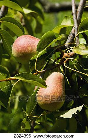 Greece, Halkidiki, Pears ripening in sun; Sithonia View Large Photo Image Stock Photograph - Greece, Halkidiki, Pears ripening in sun; Sithonia. Fotosearch