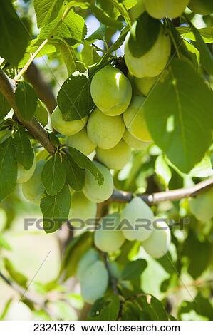 Greece, Halkidiki, Plums growing on tree; Sithonia View Large Photo Image Stock Photograph - Greece, Halkidiki, Plums growing on tree; Sithonia. Fotosearch