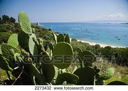 Greece, Halkidiki, Prickly pear cactus growing by the roadside along coast road; Ouranoupoli View Large Photo Image Stock Image - Greece, Halkidiki, Prickly pear cactus growing by the roadside along coast road; Ouranoupoli. Fotosearch