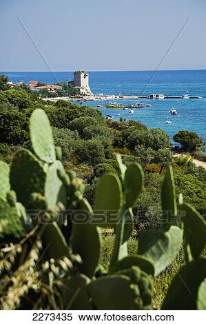 Stock Photography - Greece, Halkidiki, Prickly pear cactus growing by the roadside along coast road with the Byzantine Tower or Tower of Prosforios in the distance; Ouranoupoli. Fotosearch
