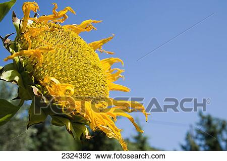 Greece, Halkidiki, Sunflower head on blue background; Sithonia View Large Photo Image Stock Image - Greece, Halkidiki, Sunflower head on blue background; Sithonia. Fotosearch