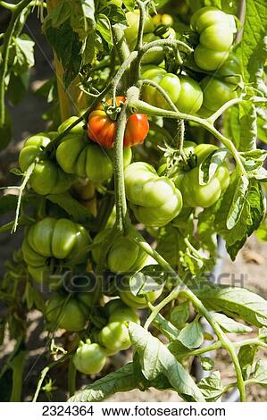 Picture - Greece, Halkidiki, Tomatoes ripening on bamboo staked vines; Sithonia. Fotosearch