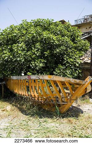 Greece, Halkidiki, under a fig tree; Ierissos, Skelton/ framework of a fishing boat on the beach View Large Photo Image Stock Photograph - Greece, Halkidiki, under a fig tree; Ierissos, Skelton/ framework of a fishing boat on the beach. Fotosearch