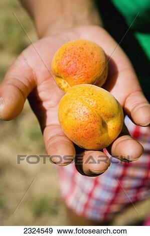 Greece, Halkidiki, Woman's hand holding juicy sun ripened apricots; Sikia View Large Photo Image Stock Photo - Greece, Halkidiki, Woman's hand holding juicy sun ripened apricots; Sikia. Fotosearch