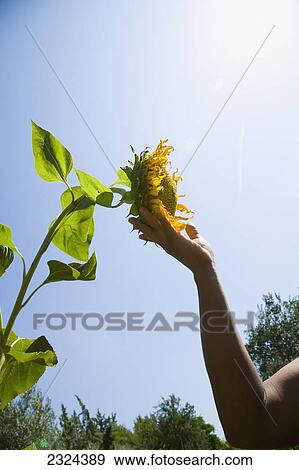 Greece, Halkidiki, Woman's hand touching sunflower head; Sithonia View Large Photo Image Stock Photo - Greece, Halkidiki, Woman's hand touching sunflower head; Sithonia. Fotosearch