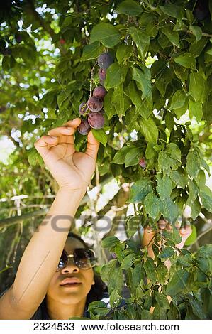 Stock Image - Greece, Halkidiki, Young woman picking plums; Lerissos. Fotosearch