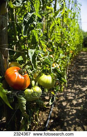 Stock Photo - Greece, Tomatoes ripening on bamboo staked vines Sithonia; Halkidiki. Fotosearch