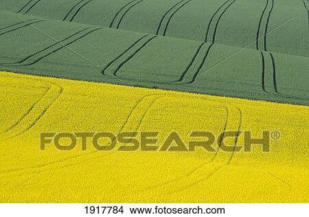 Picture - Green And Yellow Fields. Fotosearch