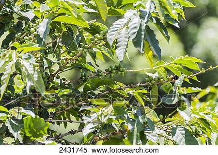 Green Arabica coffee beans, Samosir Island, Lake Toba, North Sumatra, Indonesia View Large Photo Image Stock Photography - Green Arabica coffee beans, Samosir Island, Lake Toba, North Sumatra, Indonesia. Fotosearch