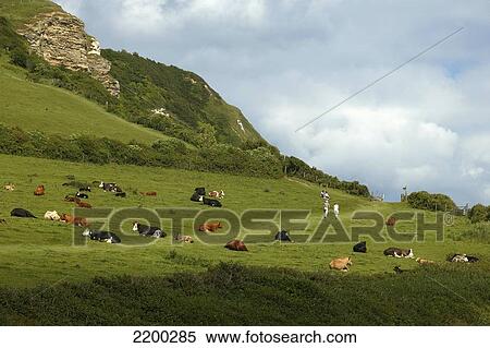 Stock Photography - Green Coastal Hills Of Devon, Near Branscombe Beach, Devon England Doug Mckinlay/Axiom. Fotosearch