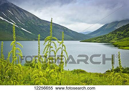 Stock Photography - Green False Hellebore blooming along Crescent Lake, surrounded by the Kenai Mountains, Kenai Peninsula, Southcentral Alaska, Summer.. Fotosearch