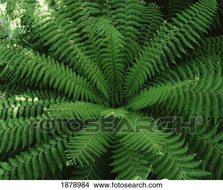 Green Fern, Close-Up View Large Photo Image Picture - Green Fern, Close-Up. Fotosearch