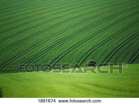 Green Fields Near Brighton View Large Photo Image Picture - Green Fields Near Brighton. Fotosearch
