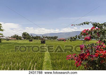 Green fields, Samosir Island, Lake Toba, North Sumatra, Indonesia View Large Photo Image Stock Photo - Green fields, Samosir Island, Lake Toba, North Sumatra, Indonesia. Fotosearch