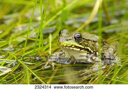 Green frog in water among reeds; Vaudreuil, Quebec, Canada View Large Photo Image Picture - Green frog in water among reeds; Vaudreuil, Quebec, Canada. Fotosearch