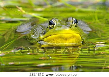 Stock Image - Green frog in water among reeds; Vaudreuil, Quebec, Canada. Fotosearch