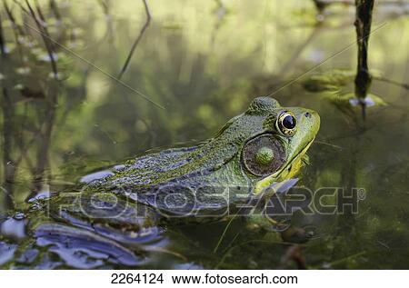 Green Frog Partly Submerged In Water; Vaudreuil Quebec Canada View Large Photo Image Picture - Green Frog Partly Submerged In Water; Vaudreuil Quebec Canada. Fotosearch