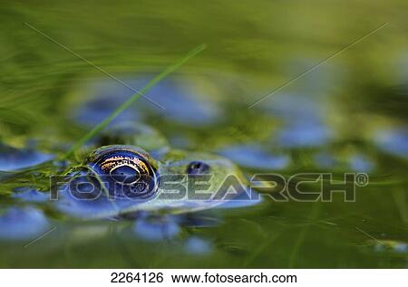 Green Frog Partly Submerged In Water; Vaudreuil Quebec Canada View Large Photo Image Stock Photograph - Green Frog Partly Submerged In Water; Vaudreuil Quebec Canada. Fotosearch