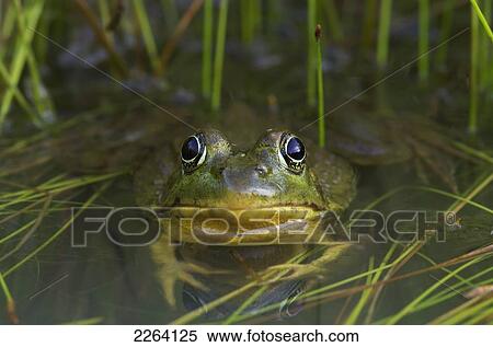 Green Frog Partly Submerged In Water; Vaudreuil Quebec Canada View Large Photo Image Stock Photography - Green Frog Partly Submerged In Water; Vaudreuil Quebec Canada. Fotosearch