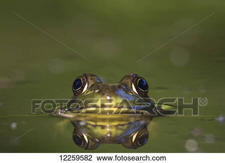 Green Frog (Rana Clamitans melanota); Pointe-des-Cascades, Quebec, Canada View Large Photo Image Stock Image - Green Frog (Rana Clamitans melanota); Pointe-des-Cascades, Quebec, Canada. Fotosearch