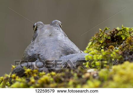 Stock Photo - Green Frog (Rana Clamitans melanota); Pointe-des-Cascades, Quebec, Canada. Fotosearch