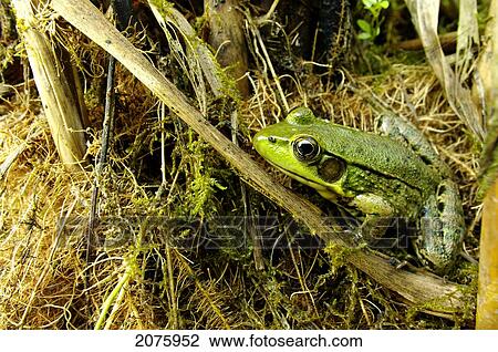 Stock Image - Green Frog (Rana Clamitans); Pointe-Des-Cascades Quebec Canada. Fotosearch