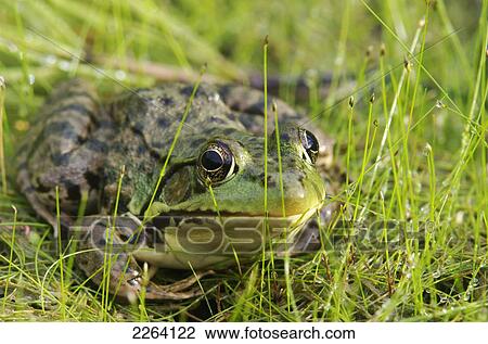 Green Frog; Vaudreuil Quebec Canada View Large Photo Image Stock Image - Green Frog; Vaudreuil Quebec Canada. Fotosearch