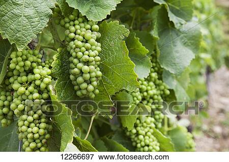 Stock Photo - Green grapes; Manarola, Liguria, Italy. Fotosearch