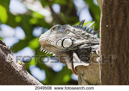 Stock Photo - Green Iguana (Iguana Iguana) In Parque Seminario, Guayaquil, Guayas, Ecuador. Fotosearch