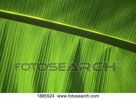 Green Leaf, Close-Up View Large Photo Image Picture - Green Leaf, Close-Up. Fotosearch