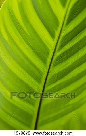 Stock Photo - Green Leaf Plant Detail.. Fotosearch