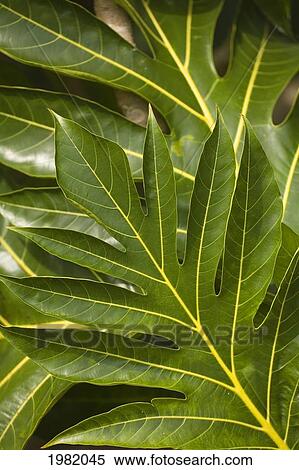 Green leaves of the uni or breadfruit tree View Large Photo Image Stock Photography - Green leaves of the uni or breadfruit tree. Fotosearch