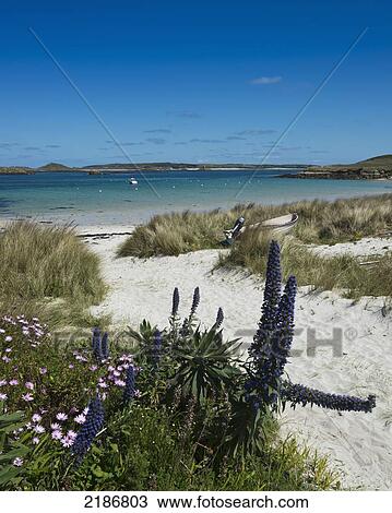 Green Porth Beach, Old Grimsby, Tresco, Isles Of Scilly, Cornwall, Uk, Europe View Large Photo Image Stock Image - Green Porth Beach, Old Grimsby, Tresco, Isles Of Scilly, Cornwall, Uk, Europe. Fotosearch