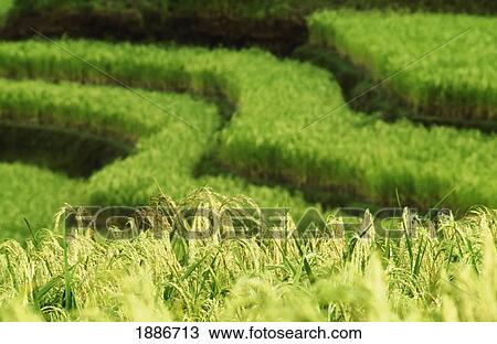 Stock Image - Green Rice Paddy, Close-Up. Fotosearch