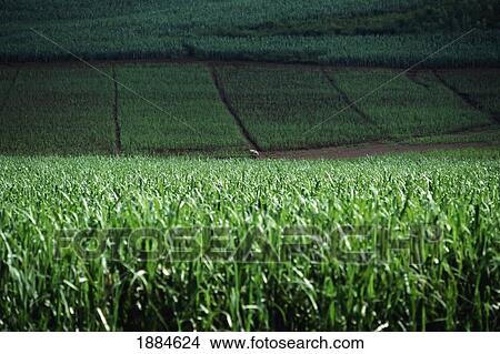 Picture - Green Rice Paddy Fields. Fotosearch