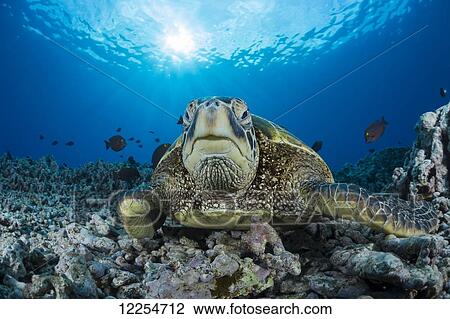 Green sea turtle (Chelonia mydas), an endangered species; Maui, Hawaii, United States of America View Large Photo Image Stock Image - Green sea turtle (Chelonia mydas), an endangered species; Maui, Hawaii, United States of America. Fotosearch