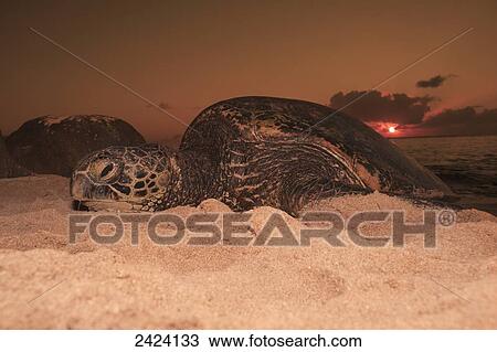 Stock Image - Green sea turtle (Chelonia mydas), an endangered species, has pulled itself up onto a beach at sunset on the North Shore; Oahu, Hawaii, United States of America. Fotosearch