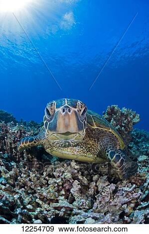 Stock Photo - Green sea turtle (Chelonia mydas), an endangered species; Maui, Hawaii, United States of America. Fotosearch