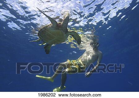 Green Sea Turtle (Chelonia Mydas) surfacing beside male snorkeler for breath; Hawaii Islands View Large Photo Image Stock Image - Green Sea Turtle (Chelonia Mydas) surfacing beside male snorkeler for breath; Hawaii Islands. Fotosearch