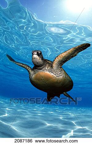 Stock Photograph - Green sea turtle (Chelonia mydas) surface reflections, sandy bottom. Fotosearch
